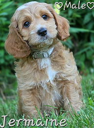 Cockapoo puppy for sale Wisconsin and Minnesota