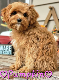 F1b Cavapoo puppy for sale Wisconsin Minnesota