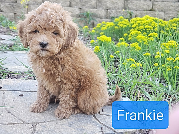 F1b Cavapoos | darlingdoodlesanpoos