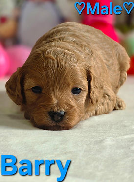 Cavapoo Puppy for sale Minnesota Wisconsin