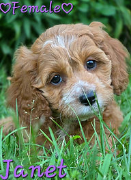 Cockapoo puppy for sale Wisconsin and Minnesota