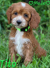Cockapoo puppy for sale Wisconsin and Minnesota