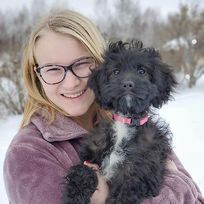 Cavapoo, puppy, Wisconsin, Minnesota