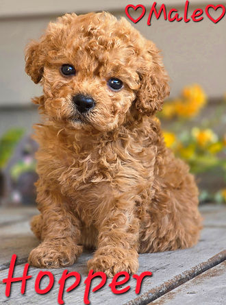 Cavapoo puppies for sale