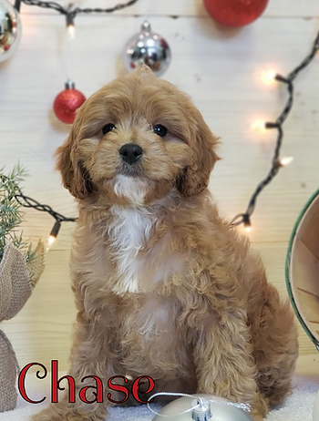 Cavapoo Puppy for Sale