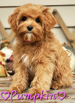 F1b Cavapoo puppy for sale Wisconsin Minnesota
