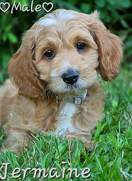 Cockapoo puppy for sale Wisconsin and Minnesota