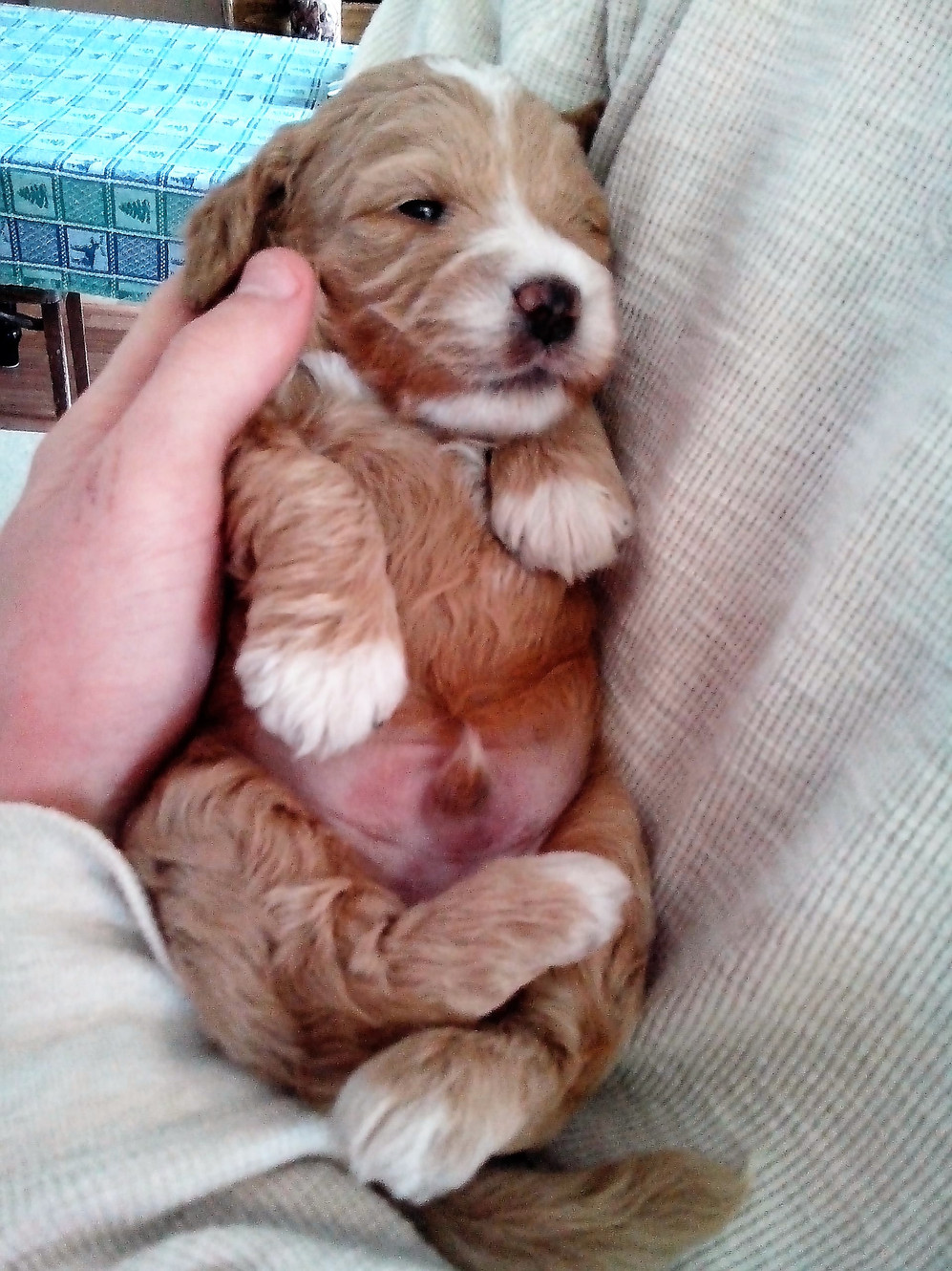 SOLD - Five Cockapoos Available!