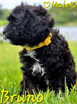 Cavapoo puppy for sale Minnesota, Wisconsin