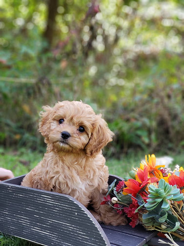Cavapoo Puppy for Sale