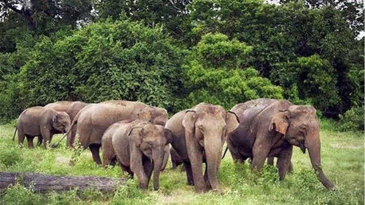 हाथियों के खौफ के बीच किसान की जान गई, कोरबा में 52 गजराजों का डेरा...