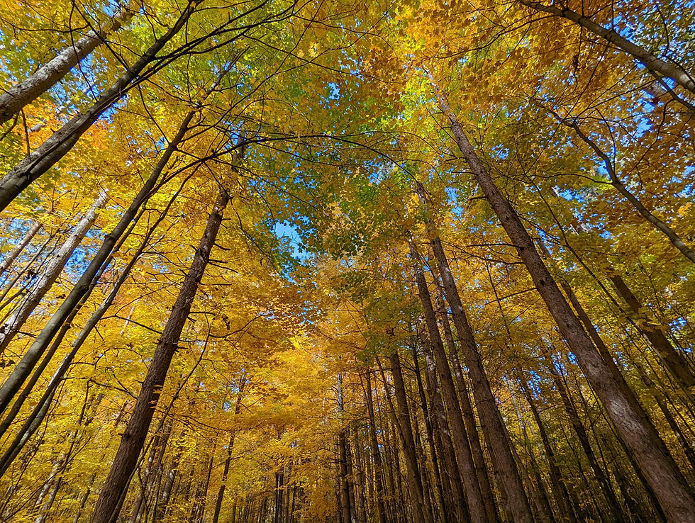 Autumn trees with golden-yellow leaves against a blue sky