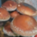 Shiitake