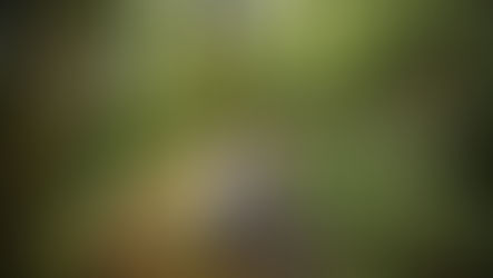 Parques nacionais recebem cadeiras de rodas adaptadas para trilhas