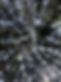 CEDAR_TREE.jpg