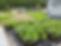 FARMING.jpeg