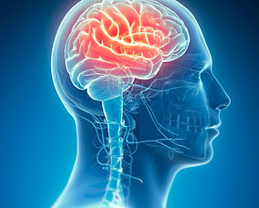 figura cérebro.jpeg