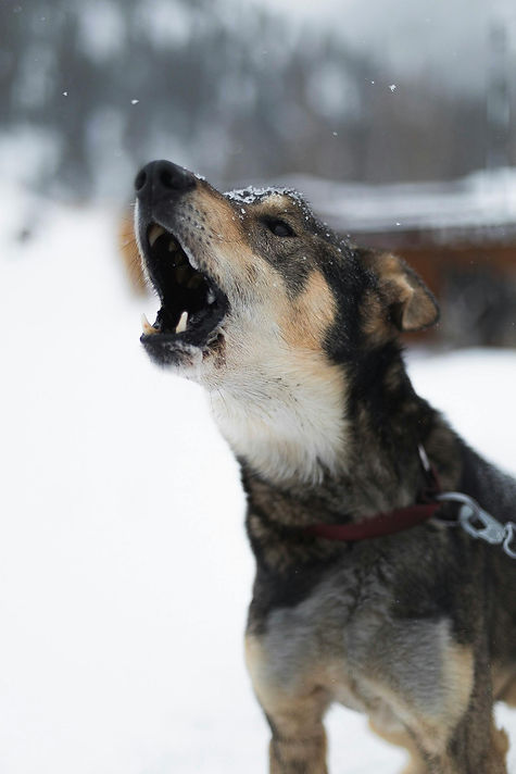 A dog barking.