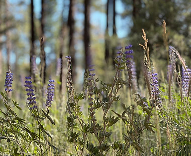 Lavendar T&J Customs_edited.jpg