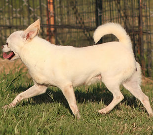 sayso1.jpg