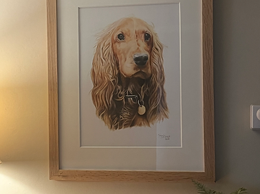 Spaniel Portrait by Sharon Joanne in Home.jpg