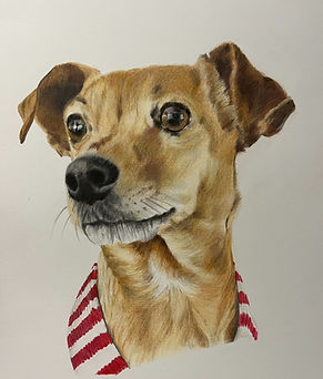 dog portrait