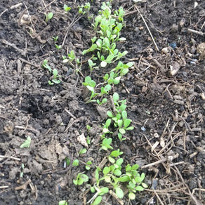 Que significa Meditar?