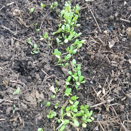 Que significa Meditar?