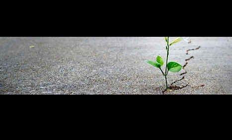 a small sprout showing the growth a neurodivergent affirming therapist can help you find.