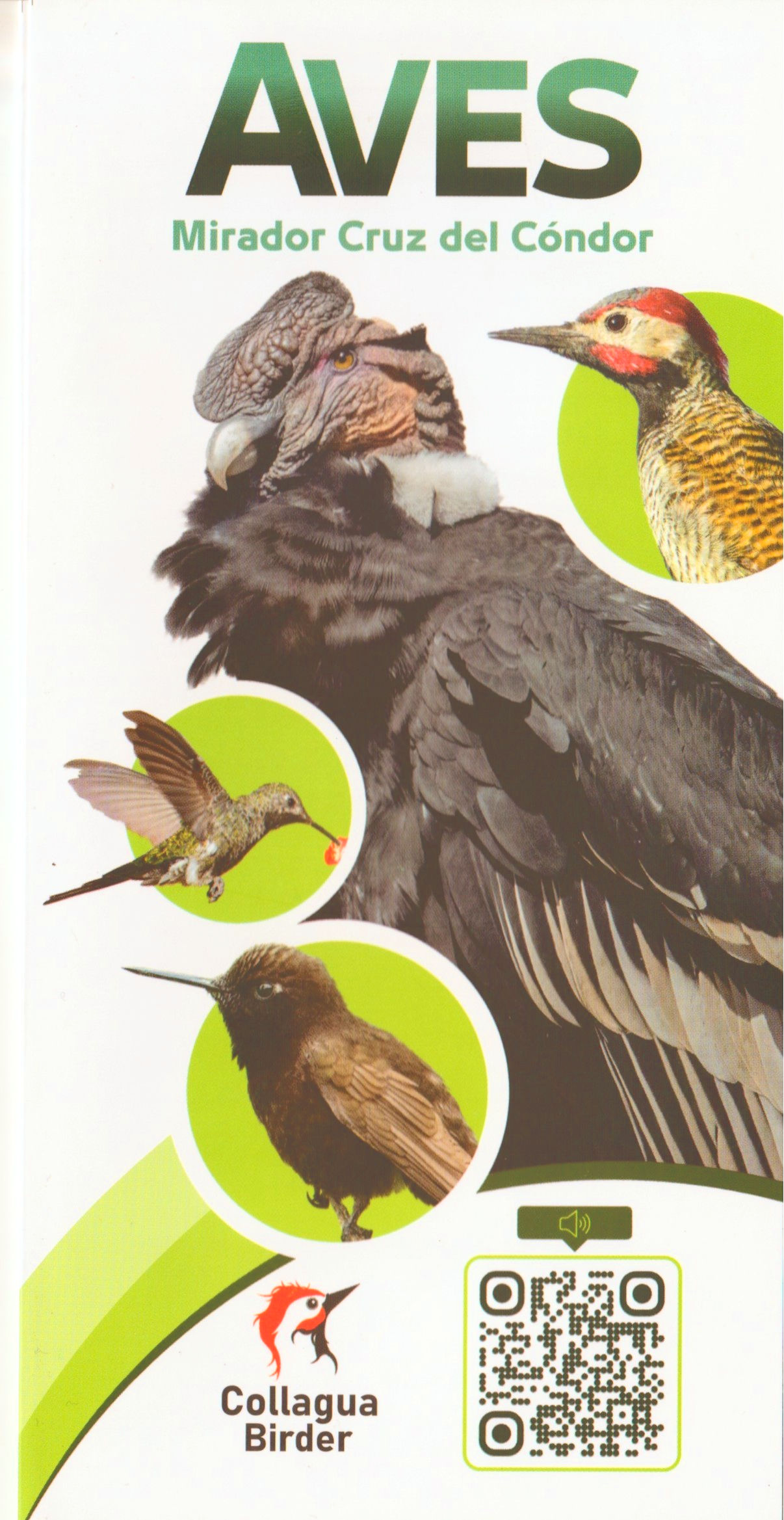 Aves. Mirador Cruz del Cóndor