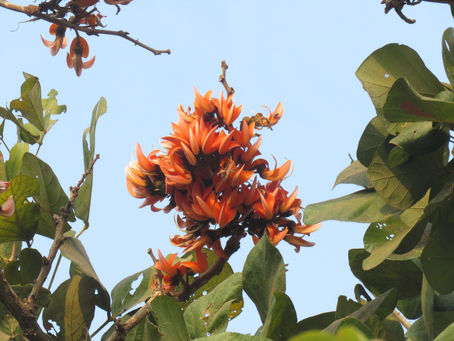 फुला-फळांची वाट