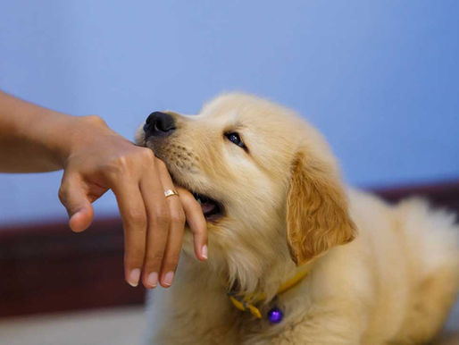 Puppy Biting: What’s Normal, What’s Not, and How to Manage It