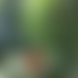  名張市赤目うえやま農園トマトオーナーの募集