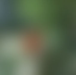 2025年6・7月 有機栽培トマトのオーナー募集と収穫体験募集のお知らせ！