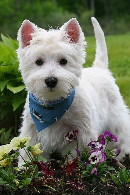acca1fb080293c7a624e3a2f58ed7202-westie-puppies-cute-puppies.jpg
