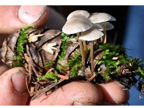 Mushrooms, essential for biodiversity, in search of recognition