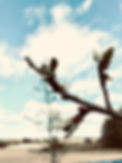 image1.jpeg