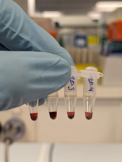 20 nm AuNP ligand optimise.jpeg