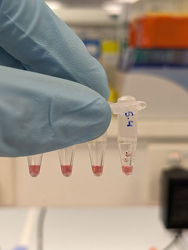 5 nm AuNP ligand optimise.jpeg