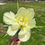 Thumbnail: Tulip BULBS "Exotic Emperor"