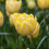 Thumbnail: TULIP "Yellow Mountain"