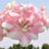 Thumbnail: JUMBO Amaryllis Bulb