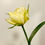 Thumbnail: Tulip BULBS "Exotic Emperor"