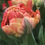 Thumbnail: Tulip BULBS "Gudoshnik Double"
