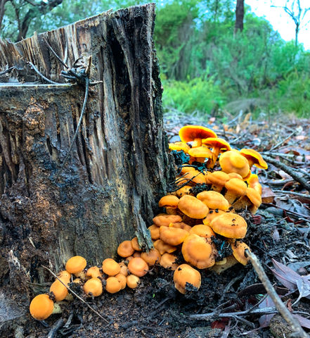 Mushrooms shrooms south western australia