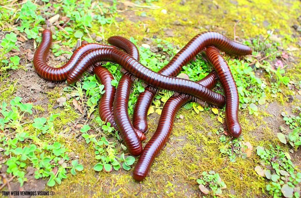 Spirostreptus sp 4 - Giant Niger delta millipede 