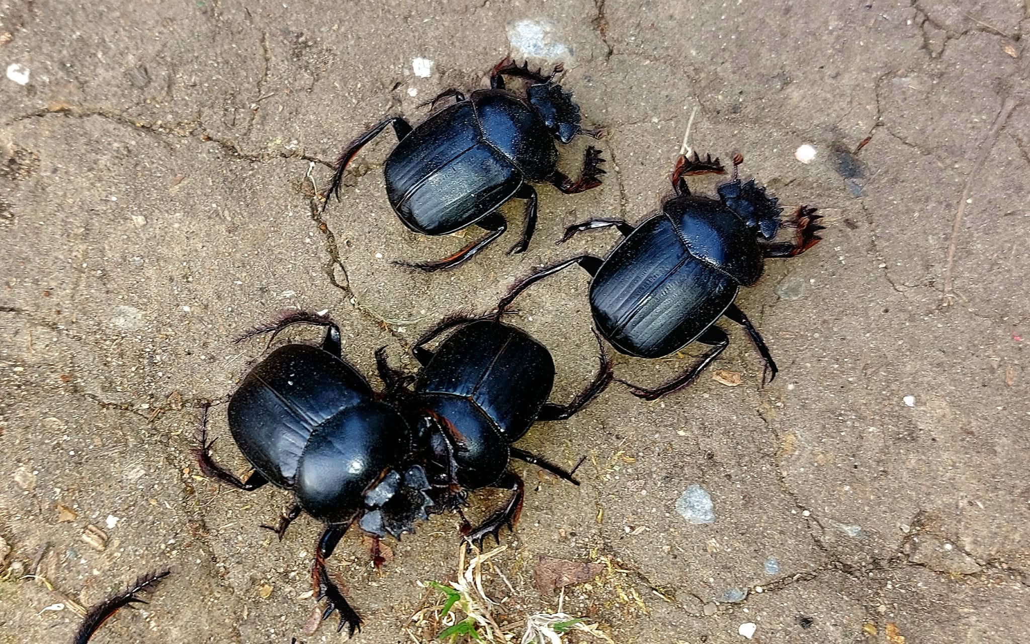 Scarabaeus . Sp - Sacred Scarab beetle