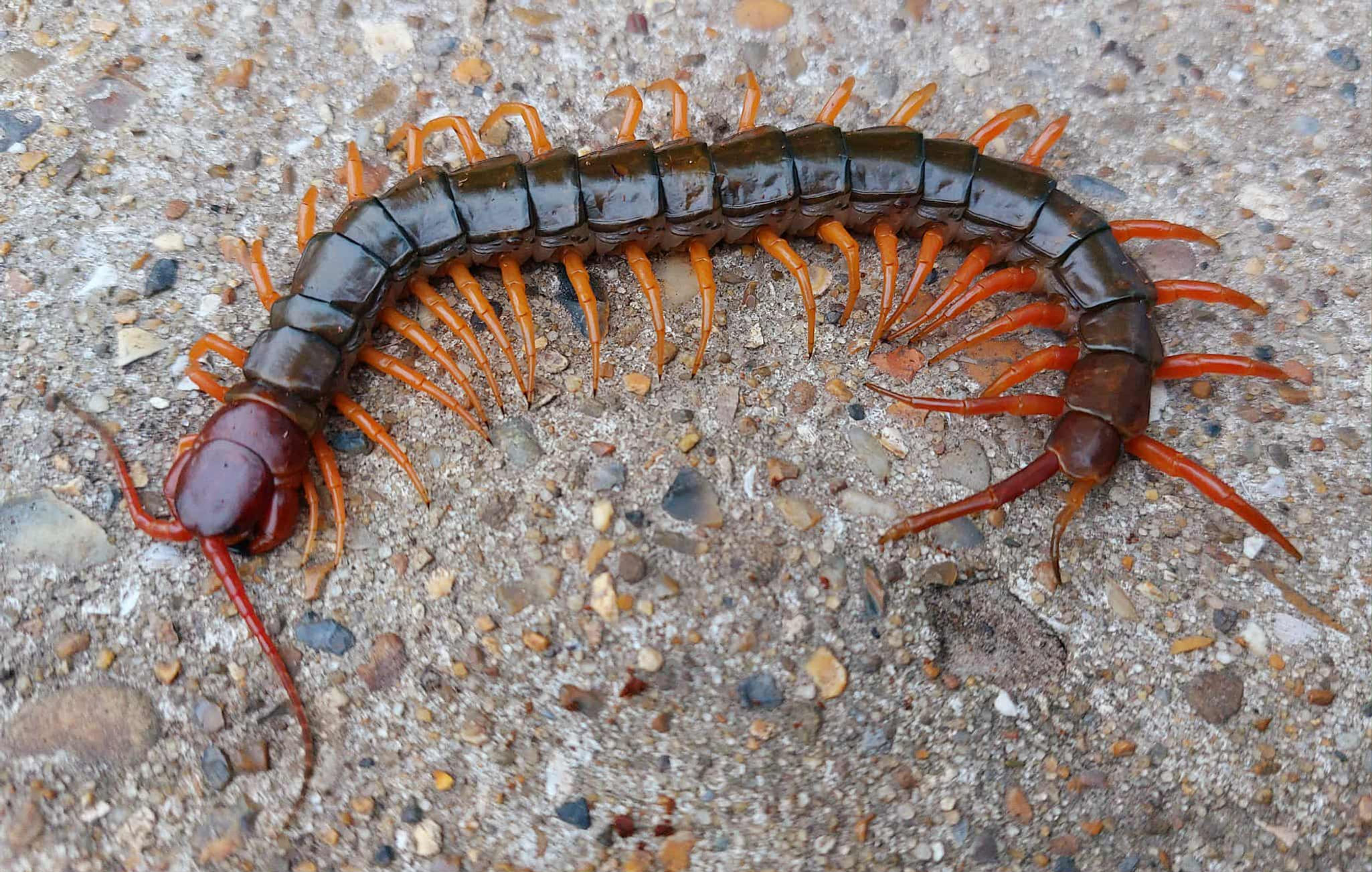 Scolopendra subspinipes  - Java Orange legs