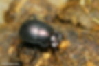 Plum Dung Beetle for sale