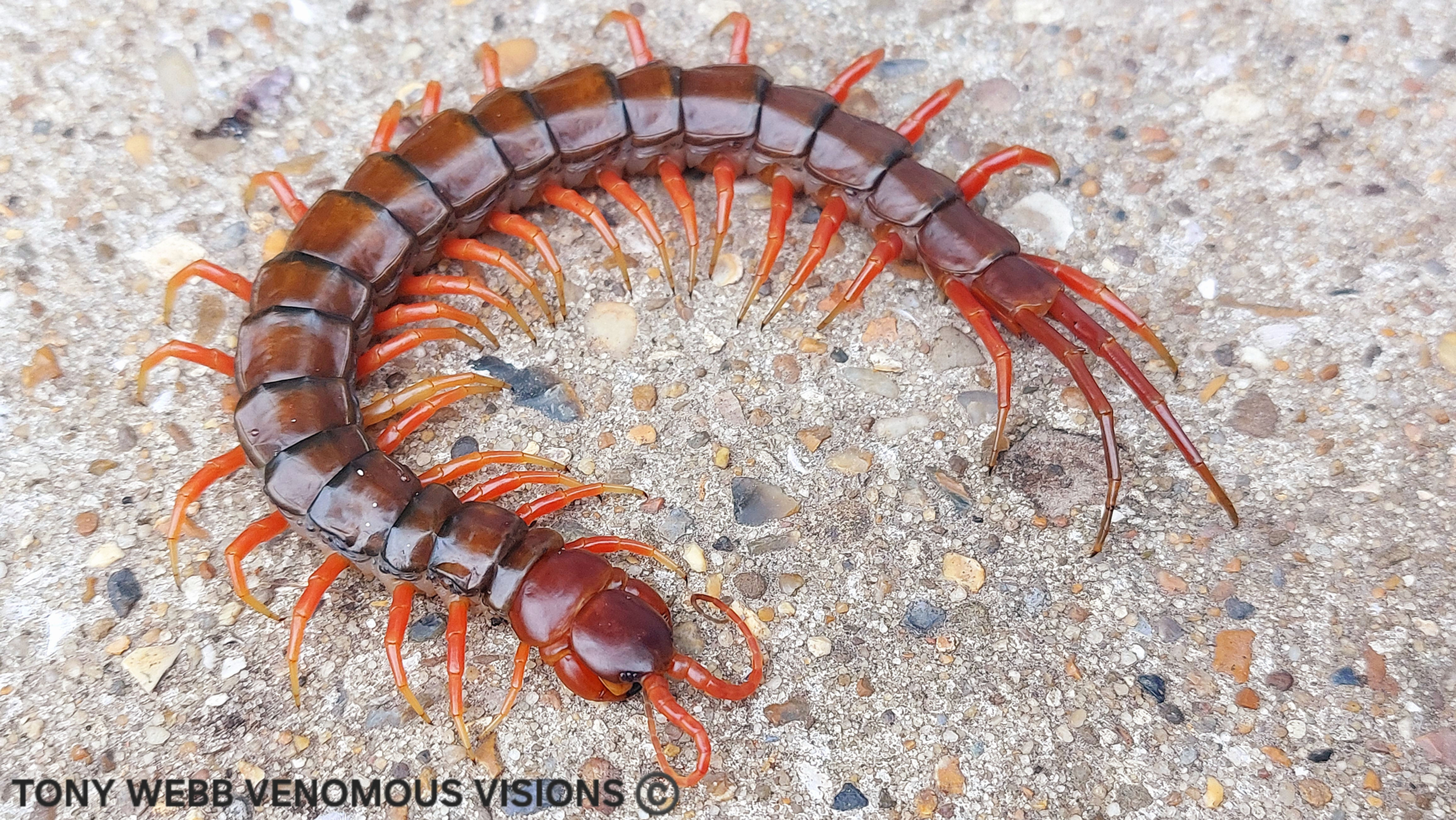 Scolopendra subspinipes java - java red head centipede 